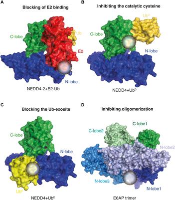 HECT E3 Ligases: A Tale With Multiple Facets